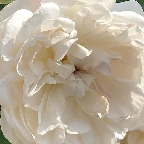 Közepesen illatos rózsa - Rózsa - La Tintoretta - Online rózsa rendelés
